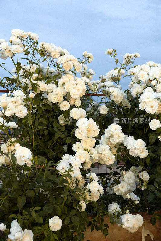 白玫瑰。一丛白玫瑰。