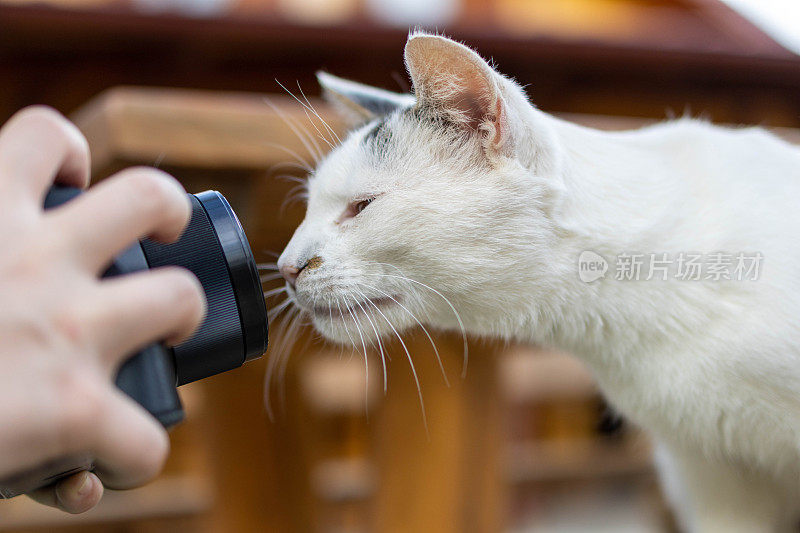 小孩用相机给猫拍照