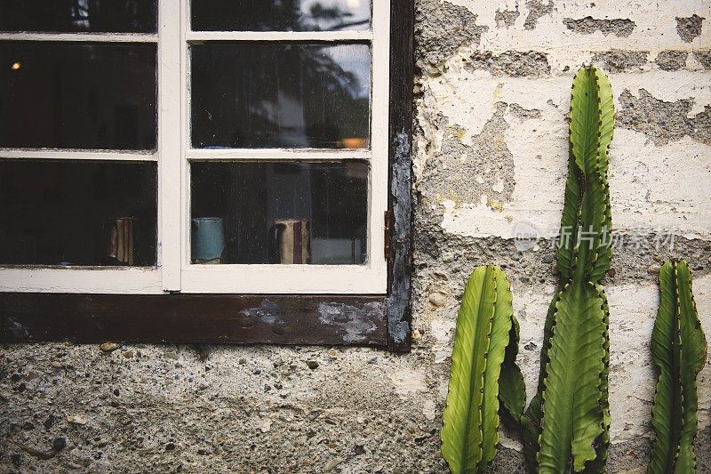 靠近老窗户的旧混凝土墙前生长着绿色的仙人掌