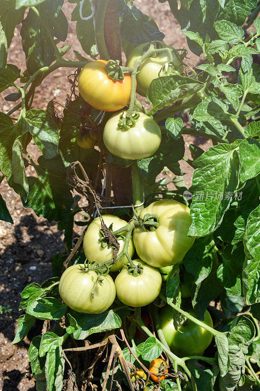 花园里的西红柿。新鲜有机的番茄生长在番茄植株上