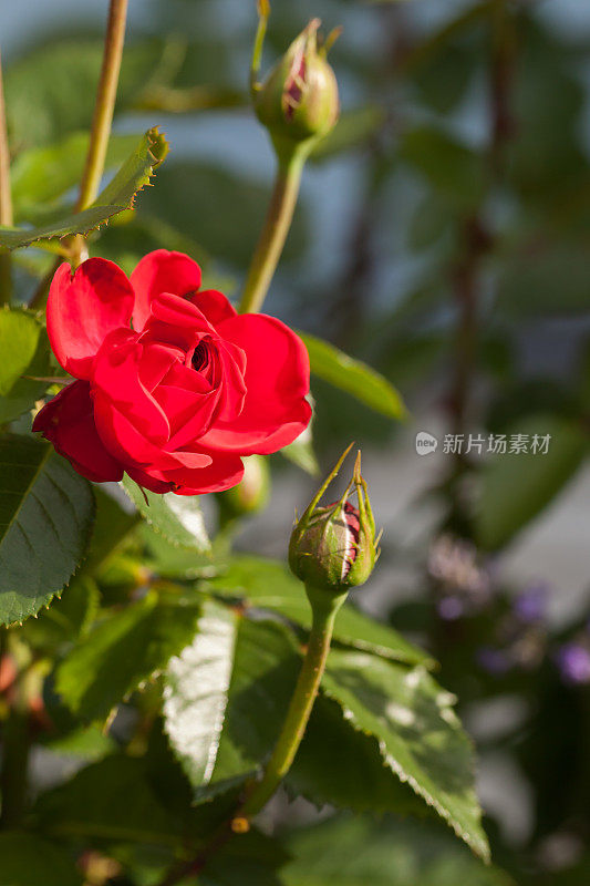 红玫瑰在夏天的花园里，垂直照片花