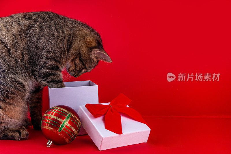 可爱的小猫和圣诞礼盒