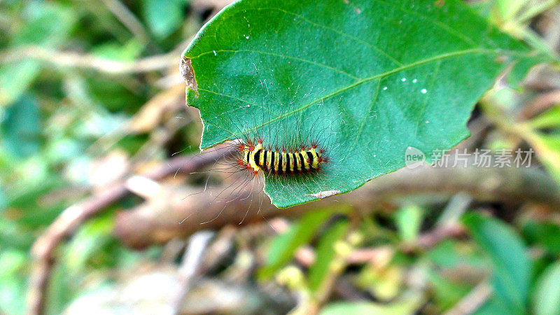 蝴蝶幼虫或蛾属鳞翅目昆虫毛虫