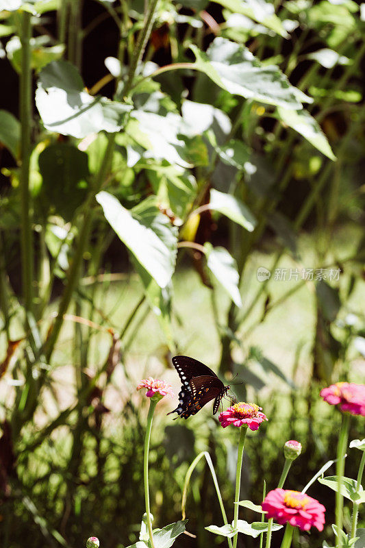 百日菊花园里的蝴蝶