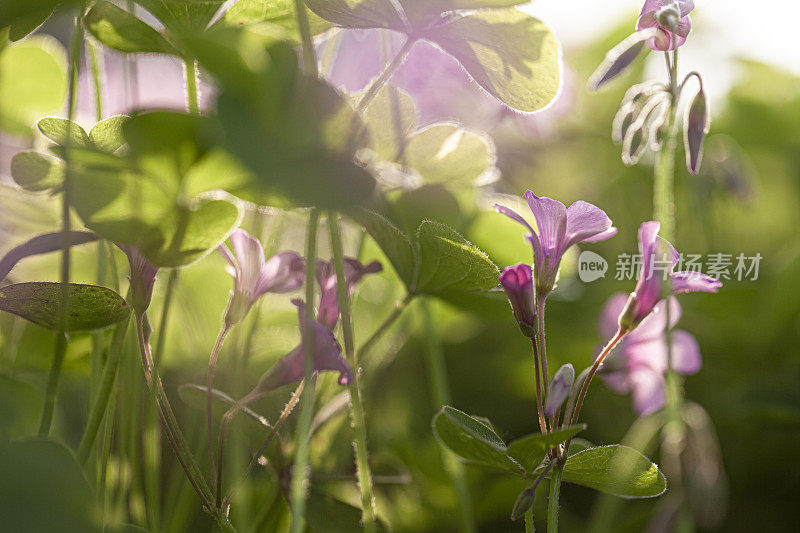 春天有三叶草和鲜花