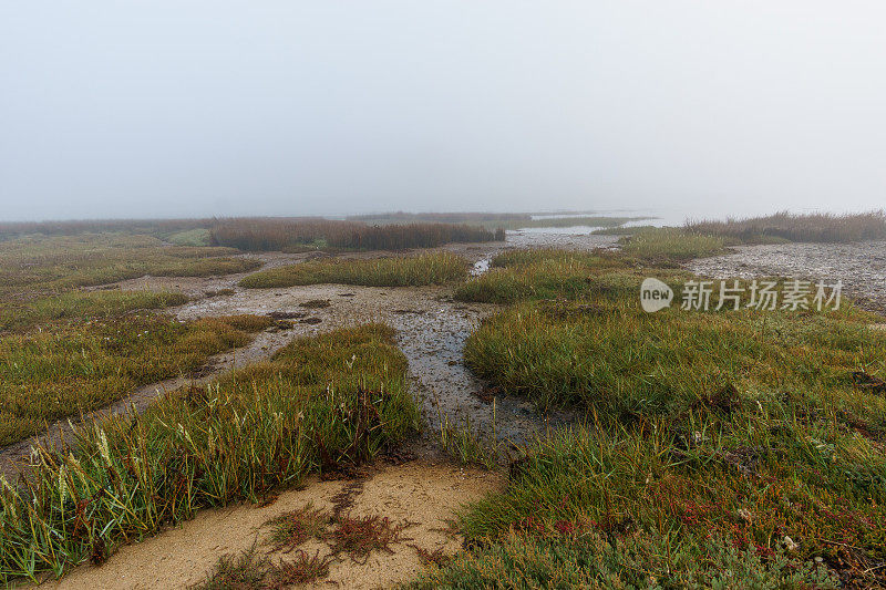 法国布列塔尼，西隆·德·塔尔伯特自然保护区，潮湿的沼泽海岸线上有雾，在一个朦胧神秘的秋天早晨，芦苇草