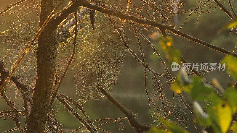 蜘蛛网在树在早晨日出在沼泽。网络编织背景上的绿色树叶的树木。大美圆网宏观特写视图。自然绿色背景