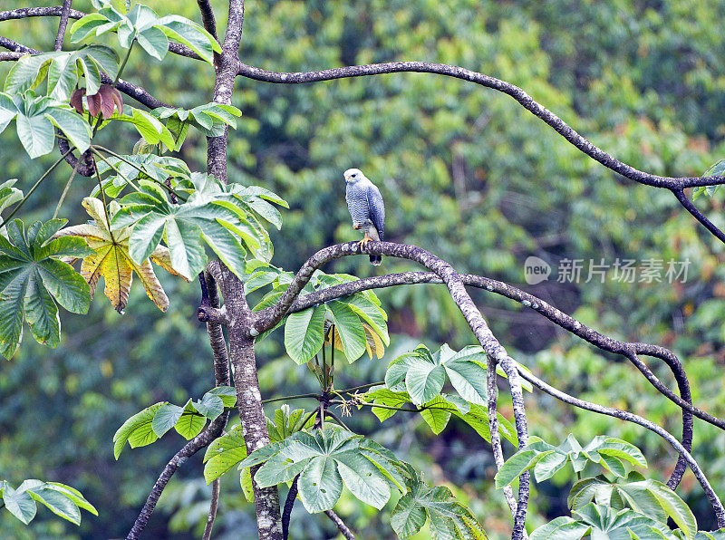 灰鹰栖息在树顶，圣胡安娜，哥斯达黎加