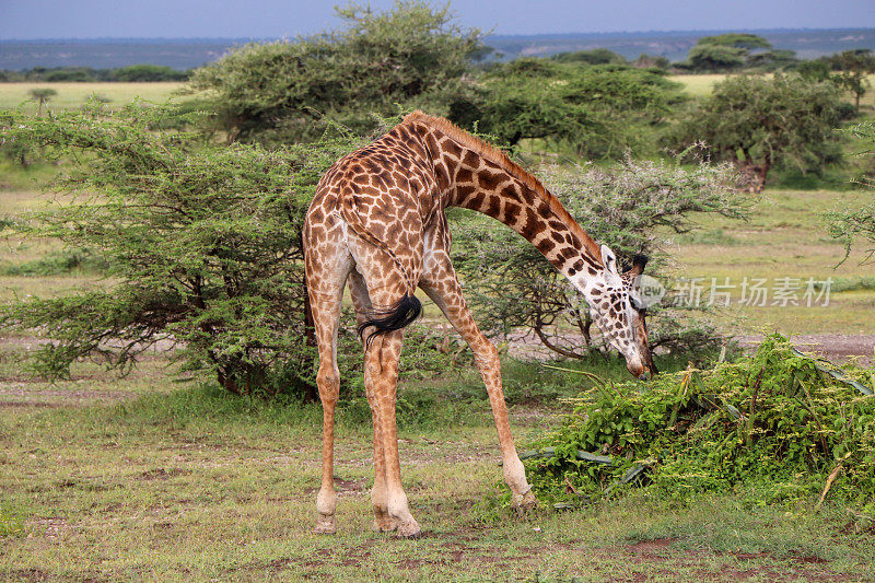 高大的长脖子长颈鹿吃着植物，在温暖的阳光下在大草原上散步