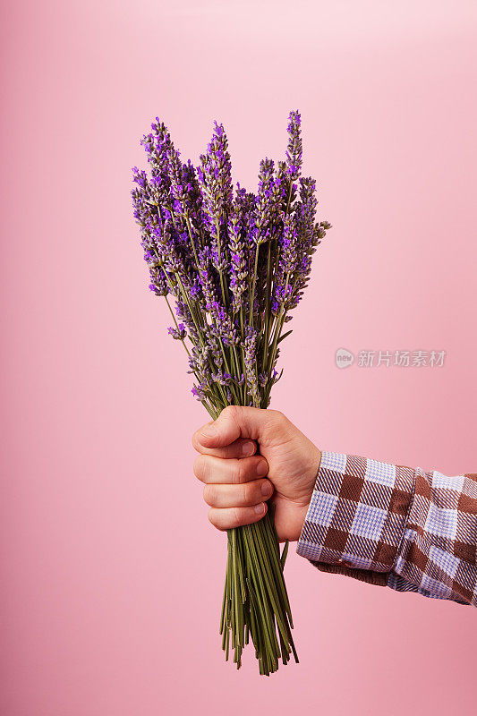 男性手捧一束紫丁香紫色薰衣草花在粉红色的背景