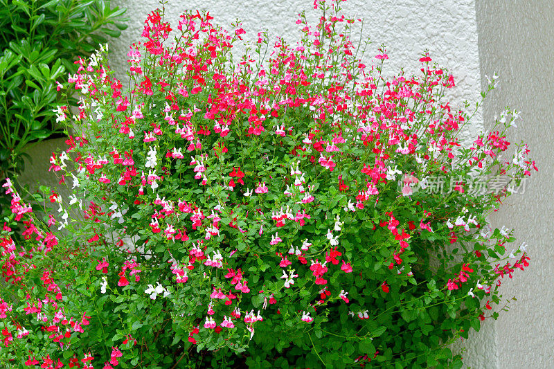 小叶鼠尾草:红色和白色的花