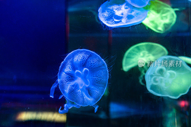 水母在水族馆的霓虹灯下游泳