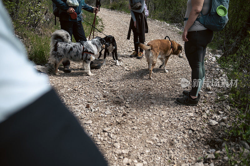 在我们的徒步探险中遇到其他狗