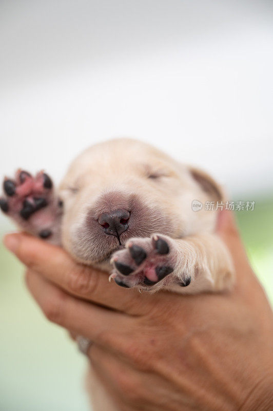 新生的金毛猎犬小狗在人类的手中