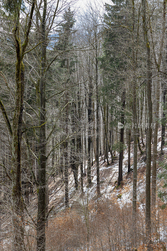 山腰上林木茂密，落叶针叶树多。斜坡部分被雪覆盖。冬天。灌木丛。