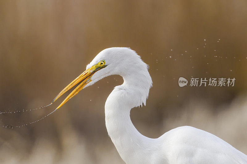 白鹭头射苍鹭家族华盛顿州