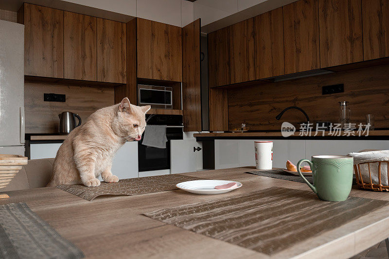 一只家猫在厨房的桌子上吃人的食物
