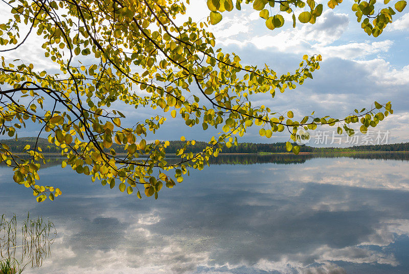 美丽的白杨树枝与明亮的叶子在水中的云反射背景。特写镜头。