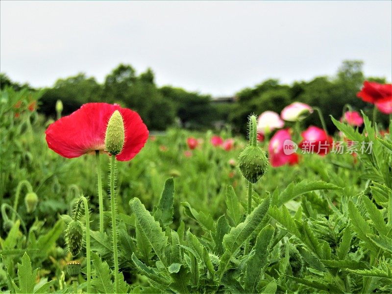 日本。五月罂粟花。