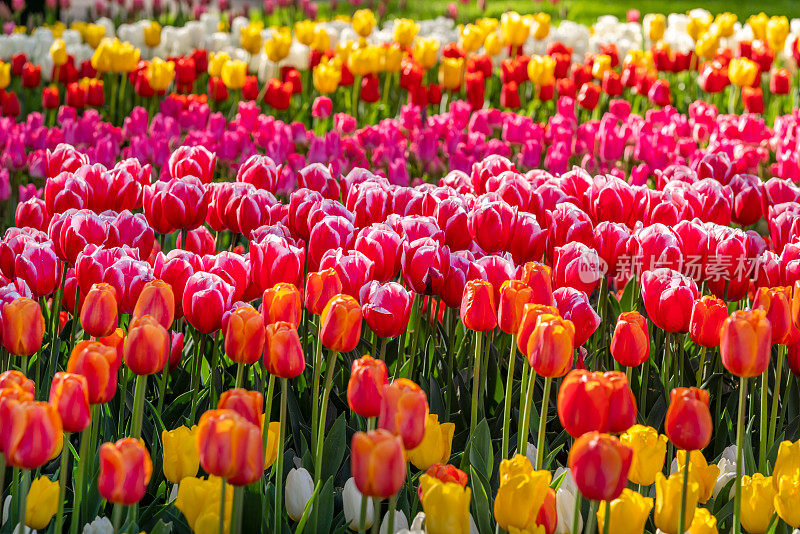 荷兰的粉色、红色、黄色、橙色和白色郁金香