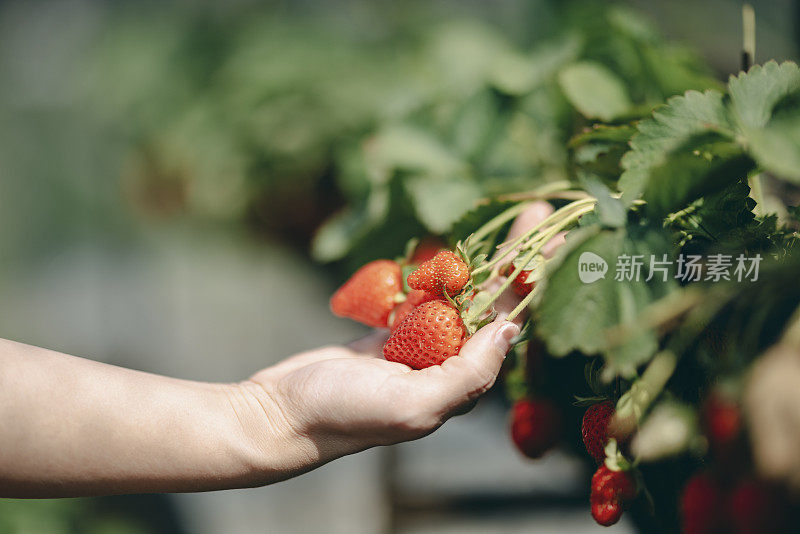 站在草莓农场，手里拿着草莓