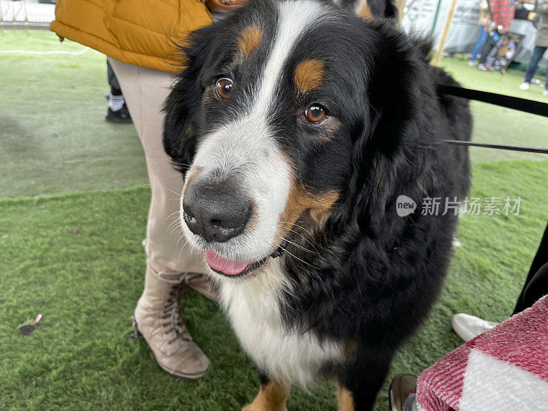 伯尔尼山犬特写