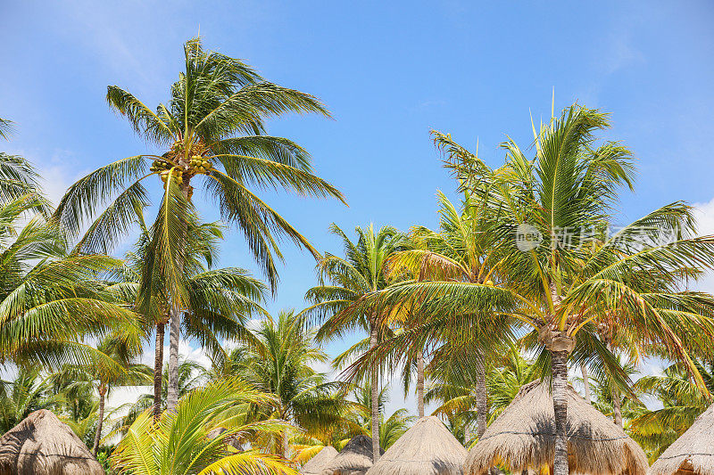 帕拉帕阳光屋顶沙滩伞在海滩象征着放松，遮阳和保护。它代表了热带、海滩的氛围和逃离太阳刺眼光线的愿望