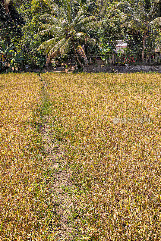 穿过长满成熟稻谷准备收割的田地的小径