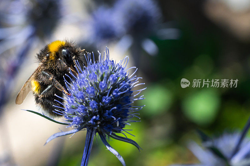 黄尾大黄蜂在植物上