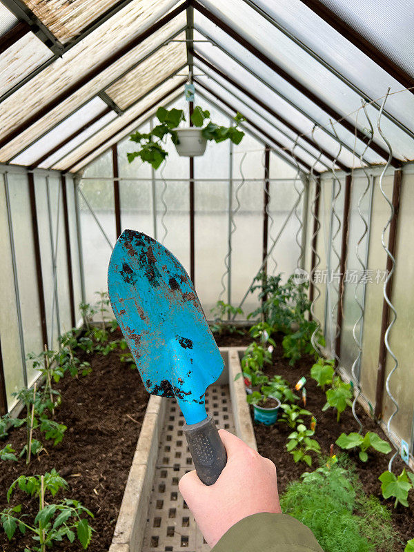 在家里用手拿铲子在温室里种植植物和土壤，种植西红柿和甜椒