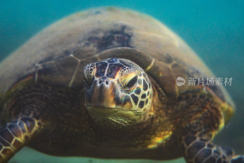 水下绿海龟的特写肖像