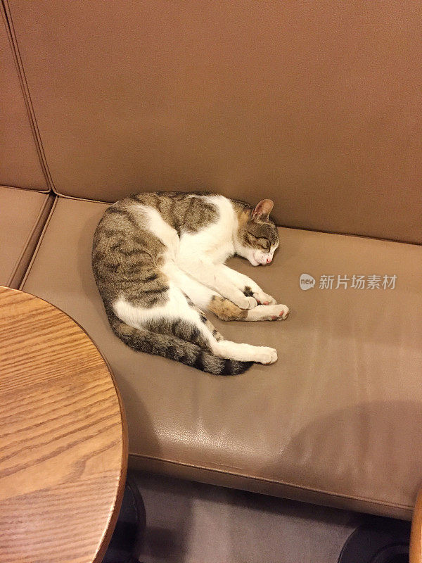猫在咖啡馆或餐馆的皮椅上睡觉