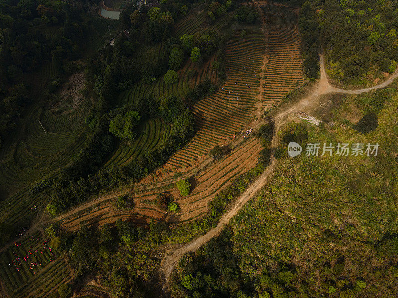 山顶上的梯田茶园和小径