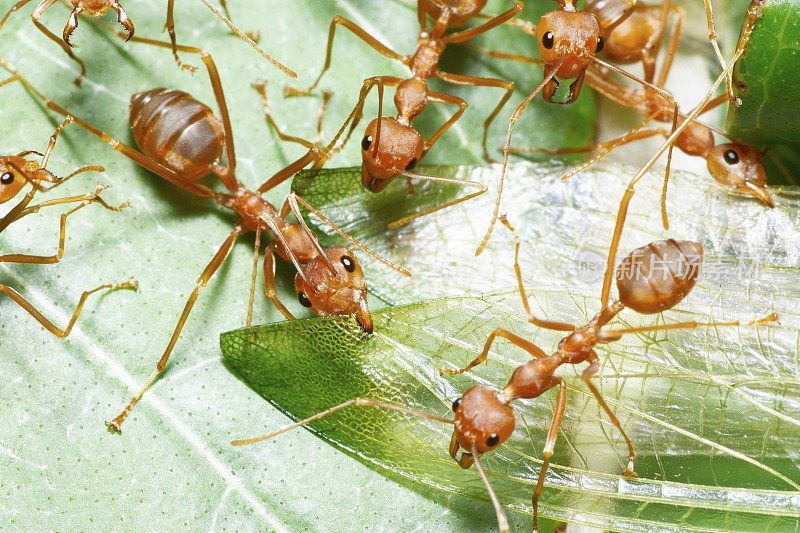 昆虫透明翅膀上的蚂蚁下颚-动物行为。