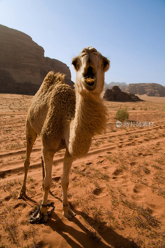 骆驼在瓦迪拉姆沙漠，橙色与蓝天为背景-约旦