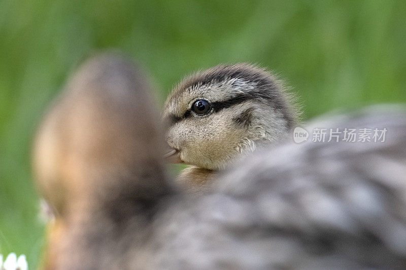 小鸭子在绿草地上休息