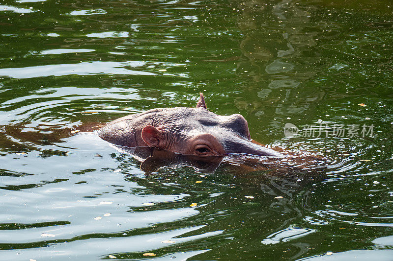 河马在游泳池游泳。河马露出水面的头。美丽的大眼睛完全睁开了。嘴被水淹没。绿色的水。