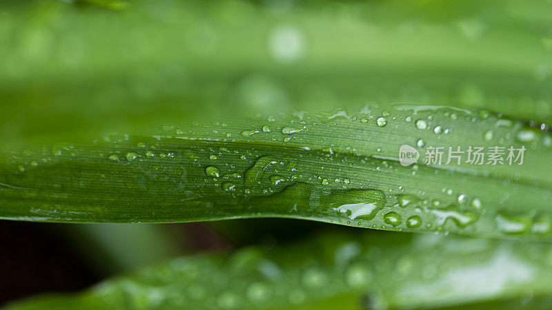 抽象的背景与黄花菜叶子覆盖着雨滴