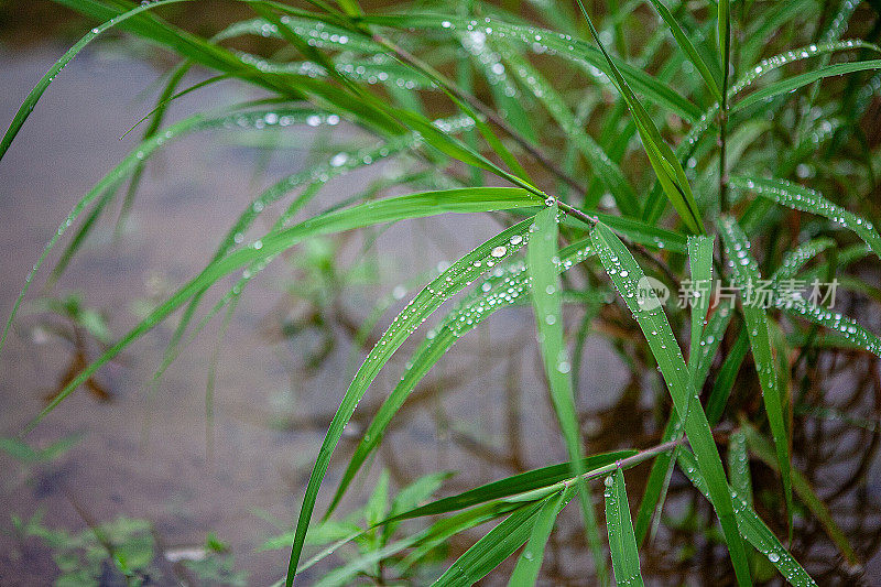 带露珠的草叶