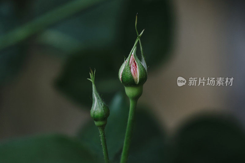 玫瑰花蕾