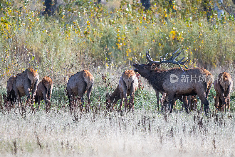 在美国蒙大拿州北部的查尔斯·m·拉塞尔野生动物保护区，巨大的公麋鹿和他的一部分牛麋鹿