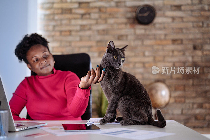 拉丁女商人在家办公室工作到很晚，抱着猫