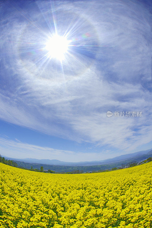 油菜花盛开的田野，Yatsugatake(山Yatsugatake)等山，和22度晕，长野县，小森，长野县，日本