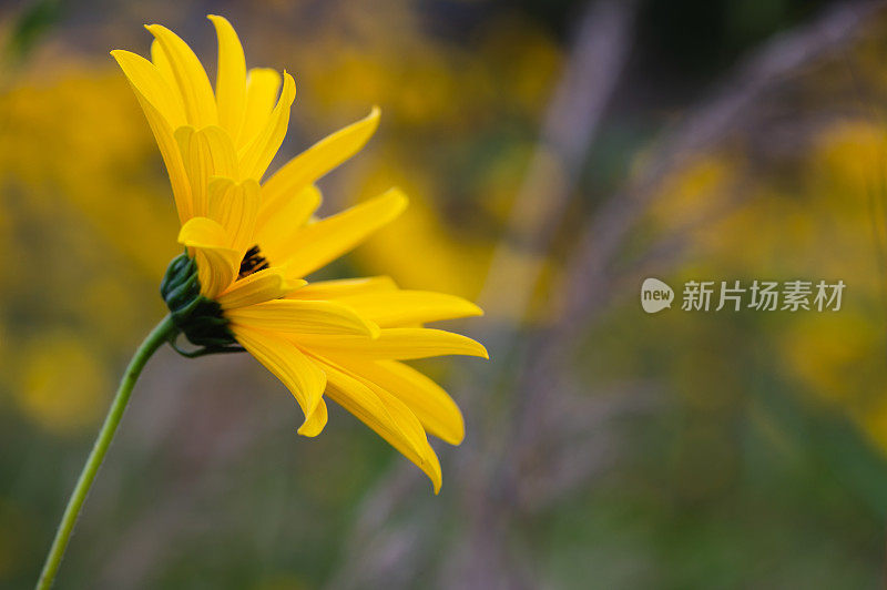 黄花花园背景