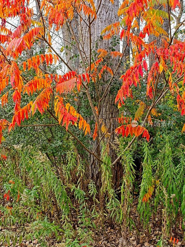 佛蒙特州本宁顿Walloomsac河沿岸鲜红的漆树秋叶