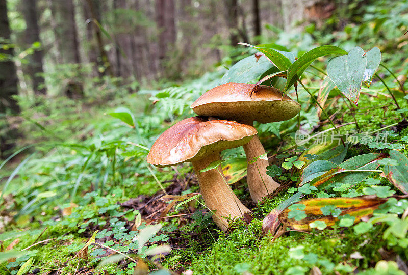 森林里的绿草里有可食用的蘑菇