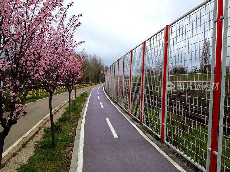 自行车道和树木
