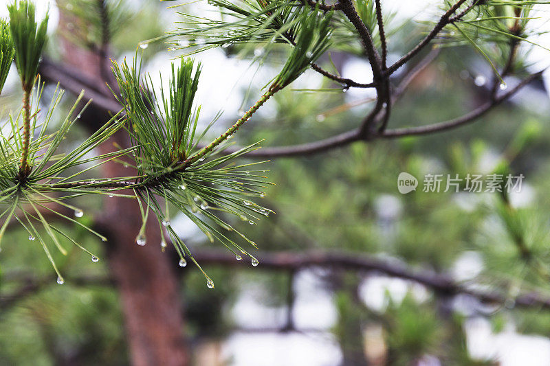 灌木丛的特写