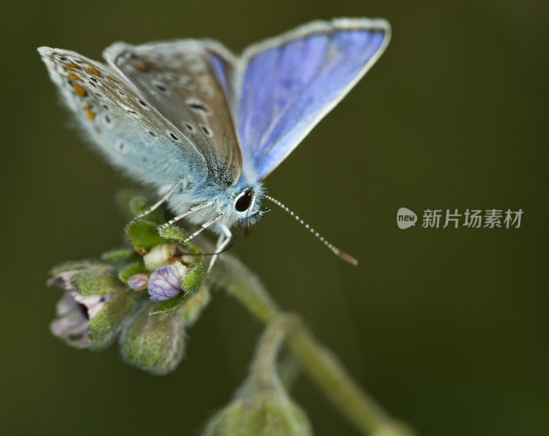 利特尔蓝