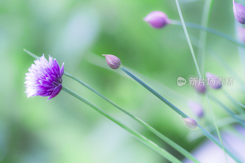 花园里的大葱植物